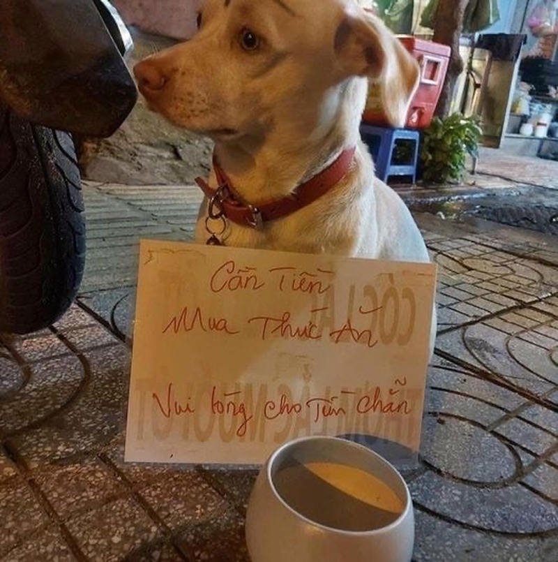 Cảm giác bất lực khi hết tiền trong meme xin tiền