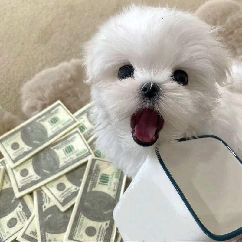 Niềm vui đơn giản khi có tiền trong meme tiền