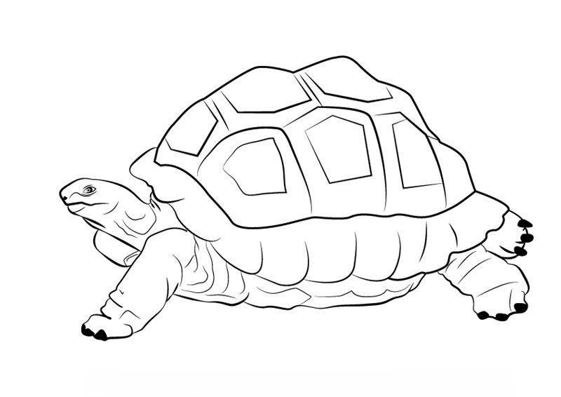 Tranh tô màu con rùa hình ảnh rõ nét dễ hiểu