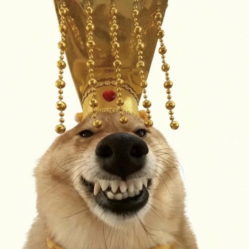 Ảnh meme chó bựa với biểu cảm vô tri gây cười