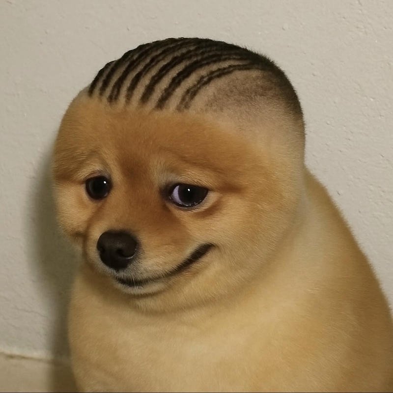 Bức meme chó bựa với ánh mắt phán xét