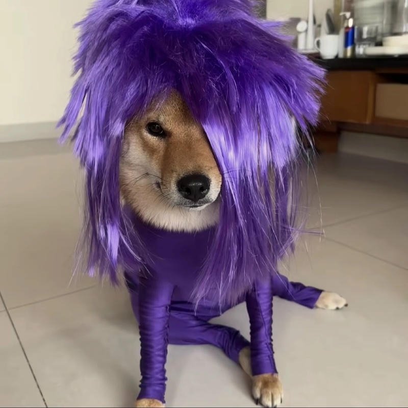 Bức meme chó bựa với ánh nhìn lạ lùng