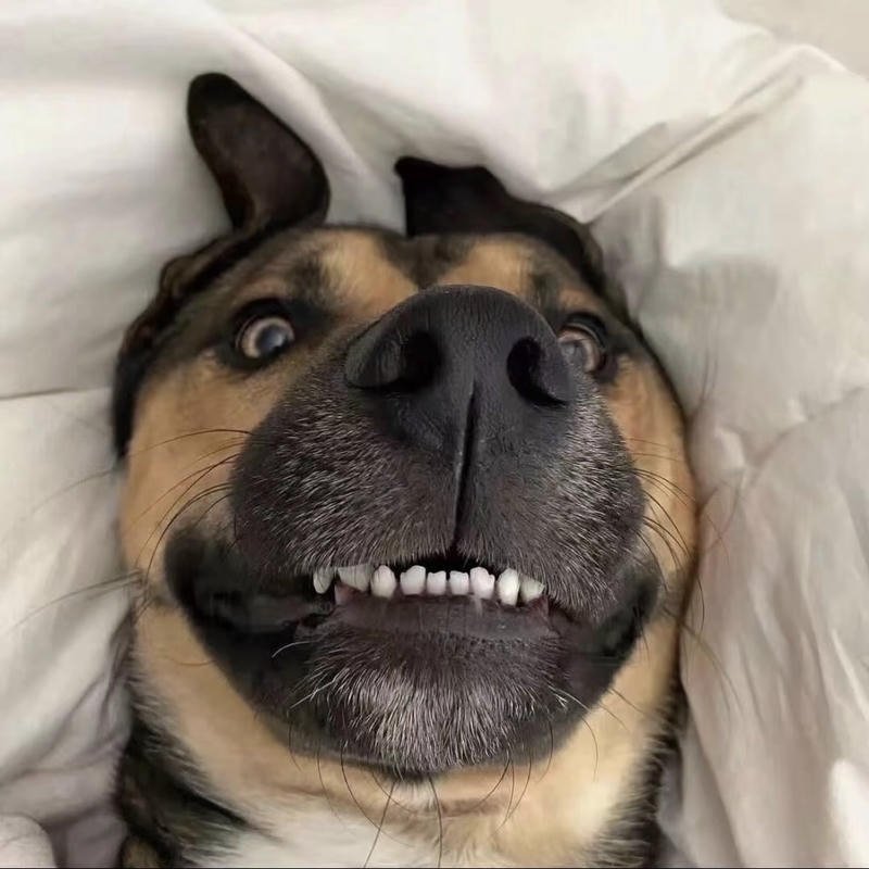 Bức meme chó bựa với gương mặt lầy lội độc lạ