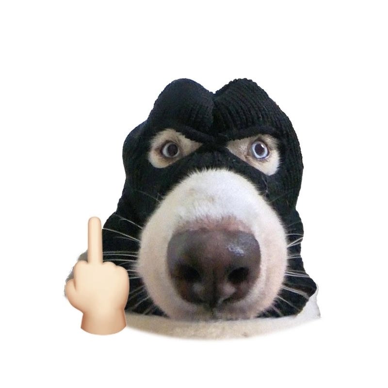 Meme chó bựa với biểu cảm cà khịa nhẹ