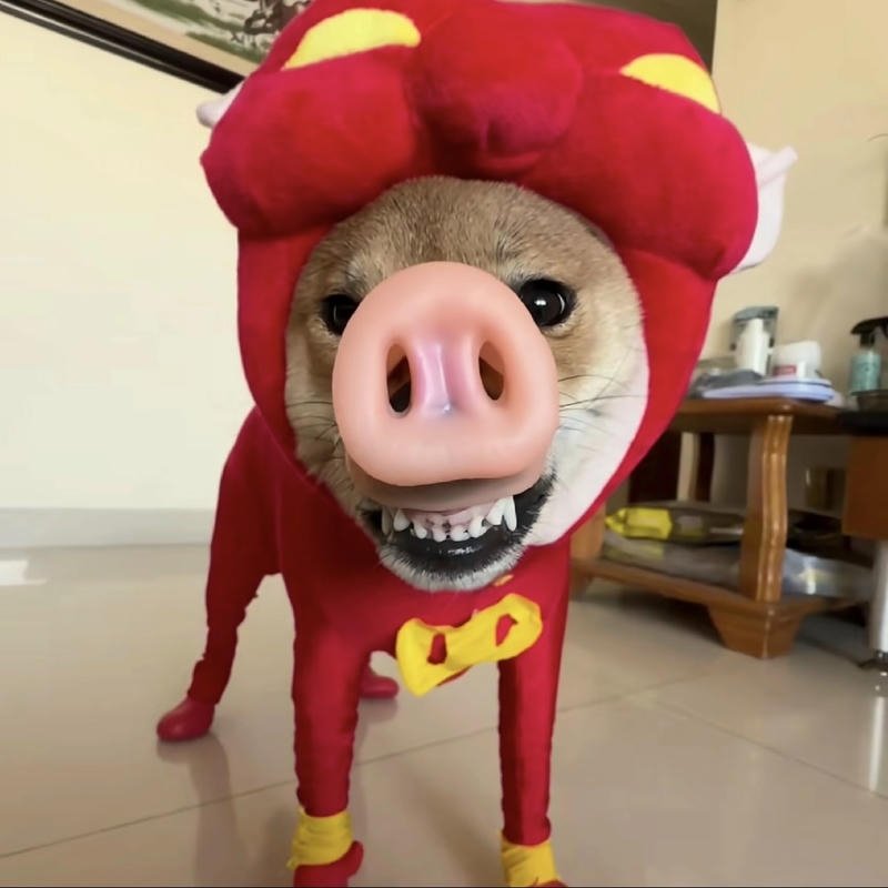 Meme chó bựa với gương mặt cực kỳ bá đạo