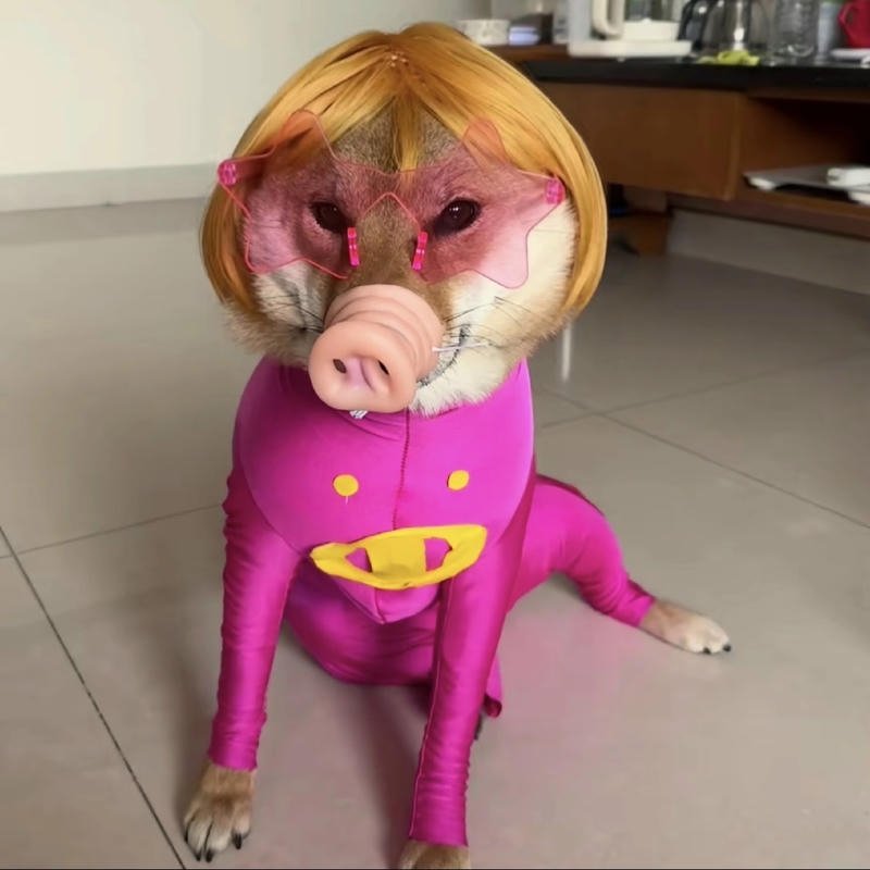 Meme chó bựa với nét mặt gây cười tự nhiên